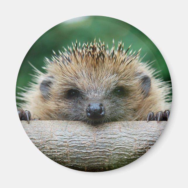 Cutest Baby Animals | Hedgehog Smile Magnet (Front)