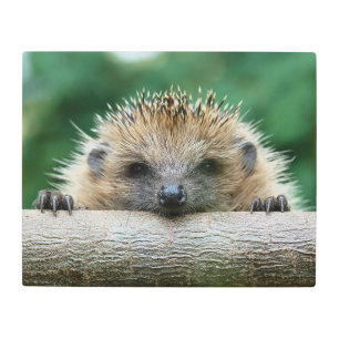 Cutest Baby Animals   Hedgehog Smile Metal Print