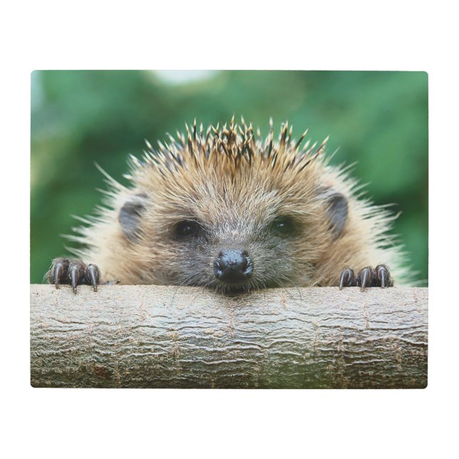 Cutest Baby Animals | Hedgehog Smile Metal Print (Front)