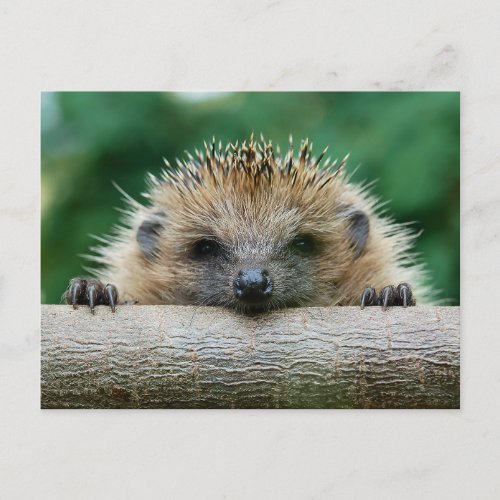 Cutest Baby Animals  Hedgehog Smile Postcard