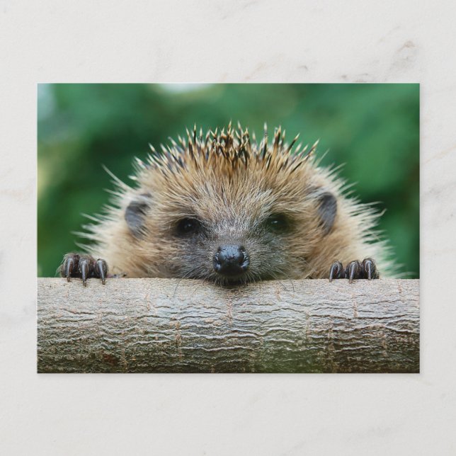 Cutest Baby Animals | Hedgehog Smile Postcard (Front)
