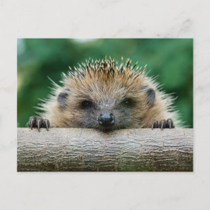 Cutest Baby Animals Hedgehog Smile Postcard