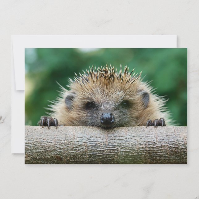 Cutest Baby Animals | Hedgehog Smile Thank You Card (Front)