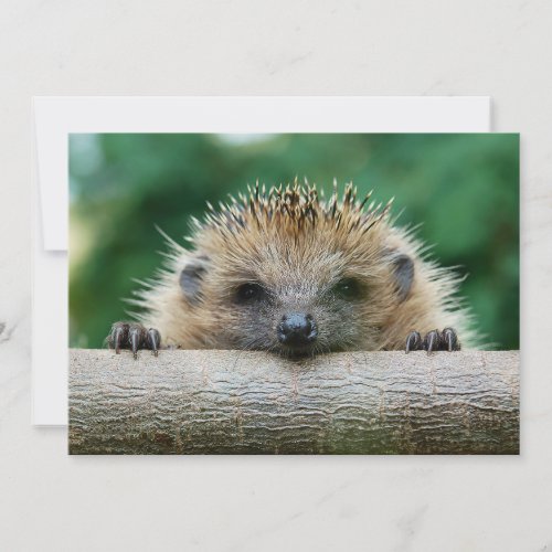 Cutest Baby Animals  Hedgehog Smile Thank You Card