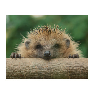 Cutest Baby Animals   Hedgehog Smile Wood Wall Art