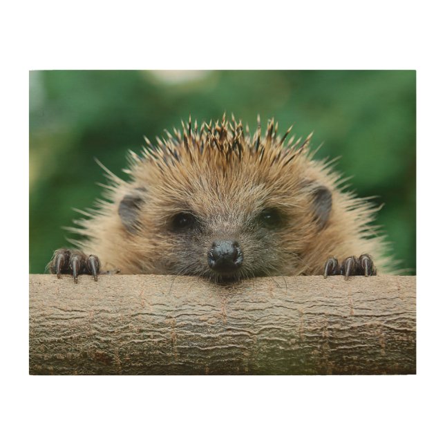 Cutest Baby Animals | Hedgehog Smile Wood Wall Art (Front)