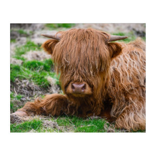 Cutest Baby Animals   Highland Cow Calf Acrylic Print