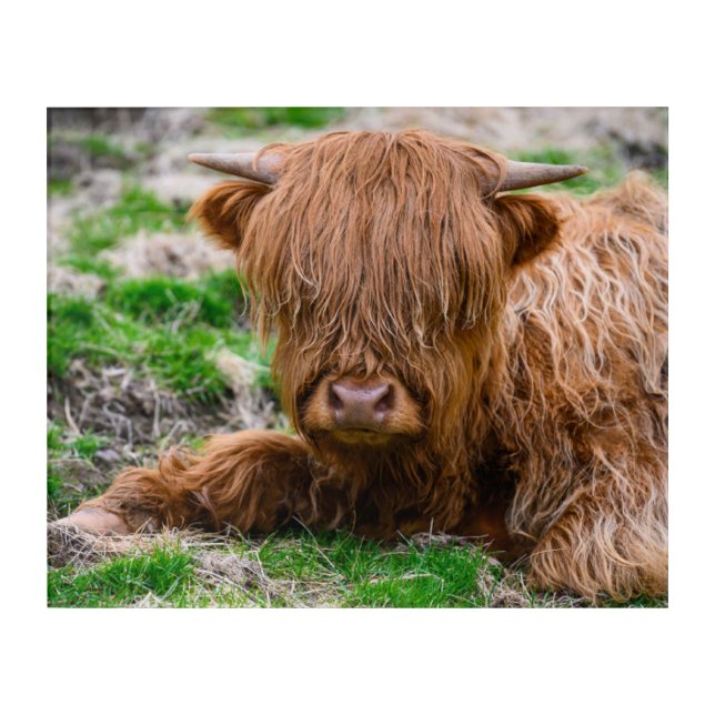 Cutest Baby Animals | Highland Cow Calf Acrylic Print (Front)