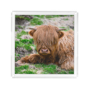Cutest Baby Animals   Highland Cow Calf Acrylic Tray