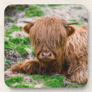 Cutest Baby Animals   Highland Cow Calf Beverage Coaster