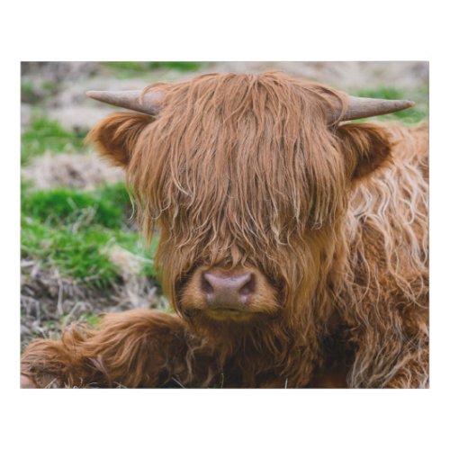 Cutest Baby Animals  Highland Cow Calf Faux Canvas Print