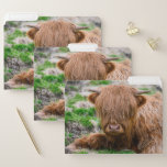 Cutest Baby Animals | Highland Cow Calf File Folder<br><div class="desc">This cute Getty Images photo features a Faroe Islands</div>