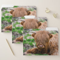 Cutest Baby Animals | Highland Cow Calf