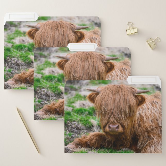 Cutest Baby Animals | Highland Cow Calf File Folder (Set)