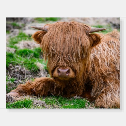 Cutest Baby Animals  Highland Cow Calf Foam Board