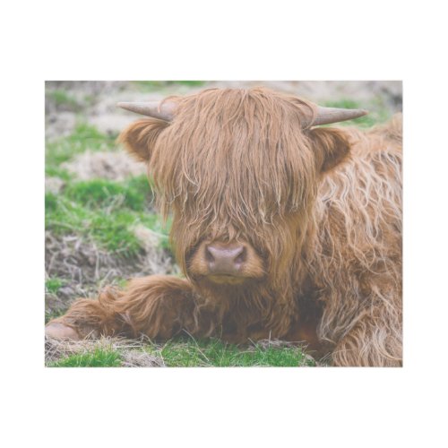 Cutest Baby Animals  Highland Cow Calf Gallery Wrap