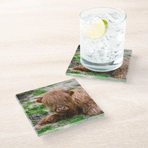 Cutest Baby Animals   Highland Cow Calf Glass Coaster