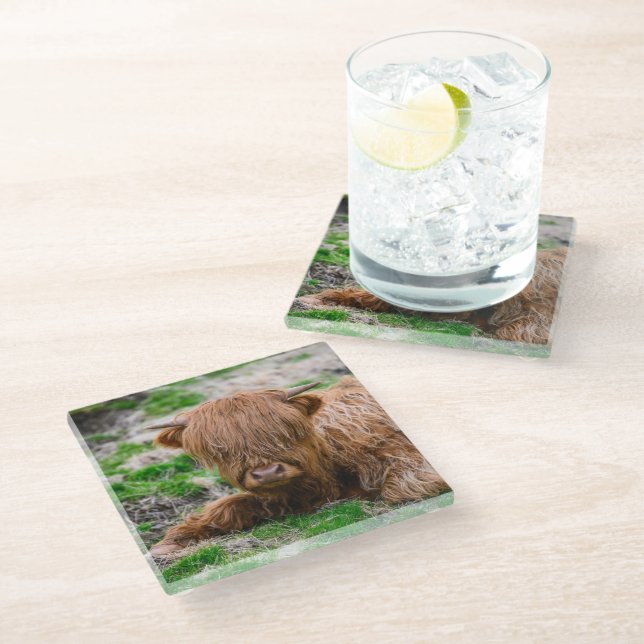 Cutest Baby Animals | Highland Cow Calf Glass Coaster (Angled)