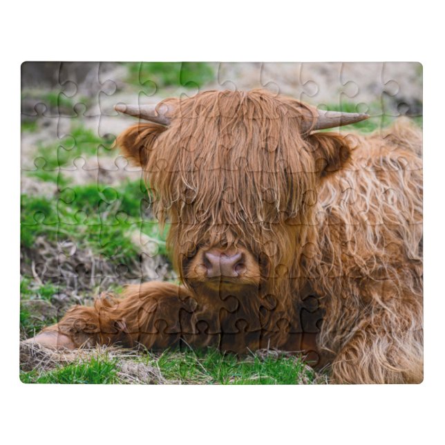 Cutest Baby Animals | Highland Cow Calf Jigsaw Puzzle (Puzzle Horizontal)