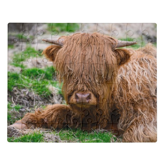 Cutest Baby Animals | Highland Cow Calf Jigsaw Puzzle (Puzzle Horizontal)