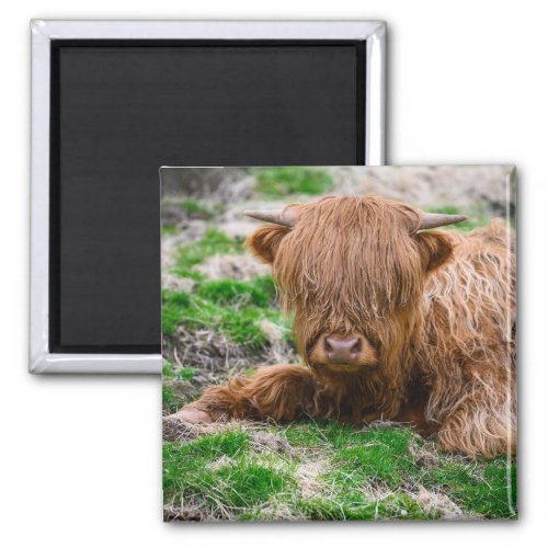 Cutest Baby Animals  Highland Cow Calf Magnet