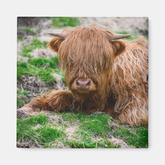 Cutest Baby Animals | Highland Cow Calf Magnet (Front)