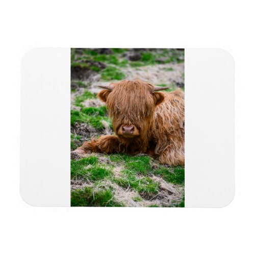 Cutest Baby Animals  Highland Cow Calf Magnet