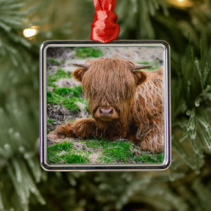 Cutest Baby Animals Highland Cow Calf Metal Ornament