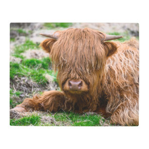 Cutest Baby Animals   Highland Cow Calf Metal Print