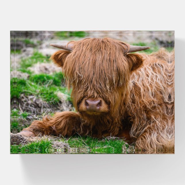 Cutest Baby Animals | Highland Cow Calf Paperweight (Front)