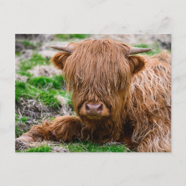 Cutest Baby Animals | Highland Cow Calf Postcard (Front)