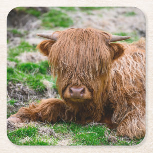 Cutest Baby Animals   Highland Cow Calf Square Paper Coaster