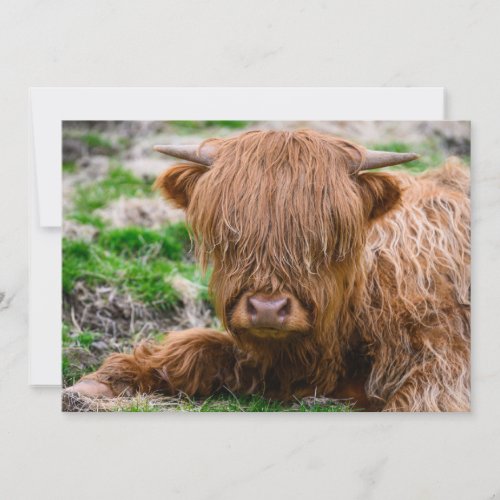 Cutest Baby Animals  Highland Cow Calf Thank You Card