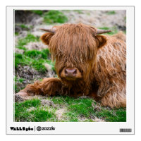 Cutest Baby Animals | Highland Cow Calf