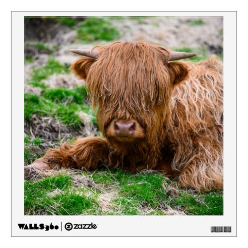 Cutest Baby Animals  Highland Cow Calf Wall Decal