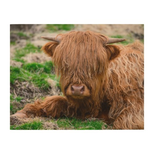 Cutest Baby Animals  Highland Cow Calf Wood Wall Art