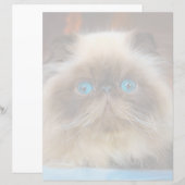 Cutest Baby Animals | Himalayan Cat (Front/Back)