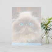 Cutest Baby Animals | Himalayan Cat (Standing Front)