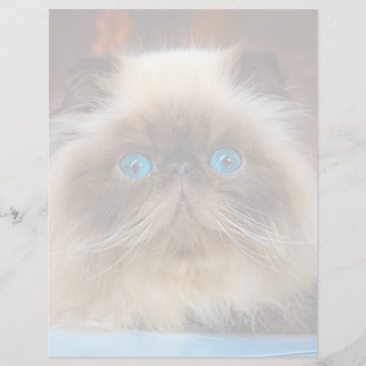 Cutest Baby Animals | Himalayan Cat (Front)