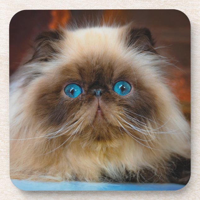 Cutest Baby Animals | Himalayan Cat Beverage Coaster (Front)