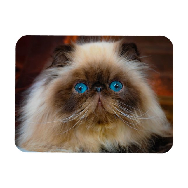 Cutest Baby Animals | Himalayan Cat Magnet (Horizontal)