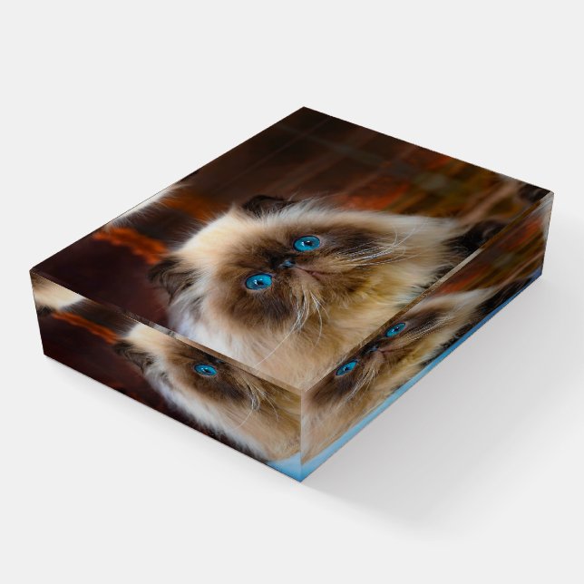 Cutest Baby Animals | Himalayan Cat Paperweight (Angled)