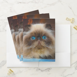 Cutest Baby Animals Himalayan Cat Pocket Folder