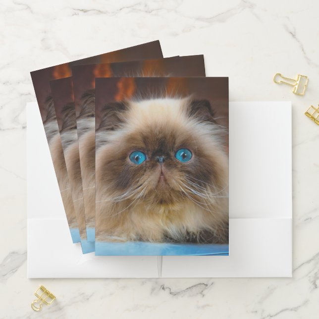 Cutest Baby Animals | Himalayan Cat Pocket Folder (In Situ)