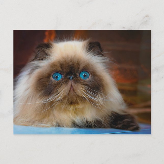 Cutest Baby Animals | Himalayan Cat Postcard (Front)