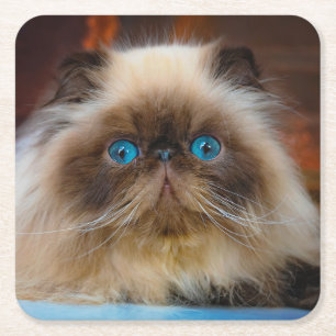 Cutest Baby Animals Himalayan Cat Square Paper Coaster