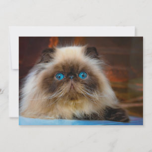 Cutest Baby Animals Himalayan Cat Thank You Card