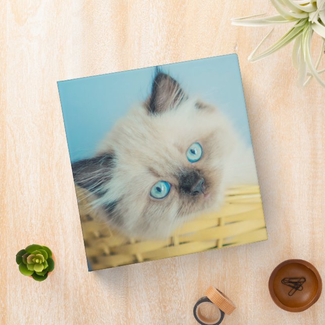 Cutest Baby Animals | Himalayan Seal Point Cat 3 Ring Binder (In Situ)
