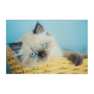 Cutest Baby Animals   Himalayan Seal Point Cat Acrylic Print
