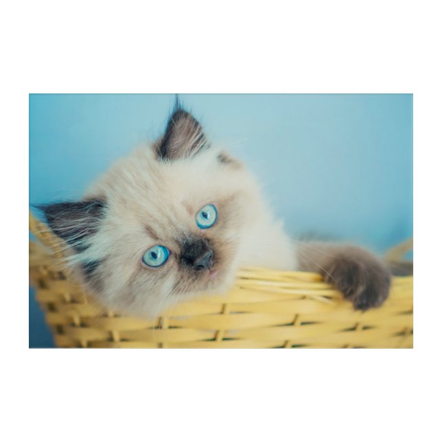 Cutest Baby Animals | Himalayan Seal Point Cat Acrylic Print (Front)